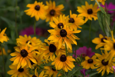 black eyed susans