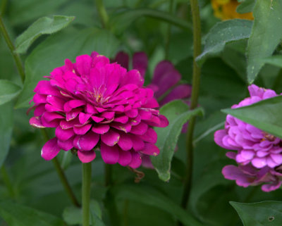 purple zinnia