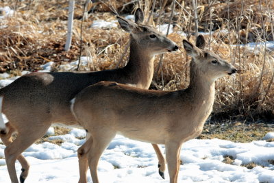 doe and fawn