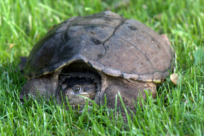 turtle