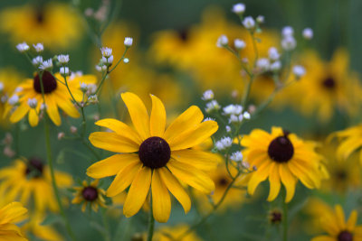 black-eyed susan