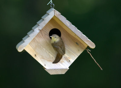 house wren