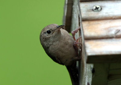 house wren 1