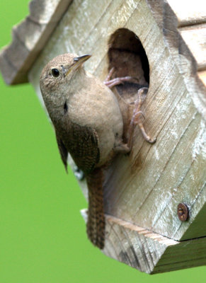 house wren 2