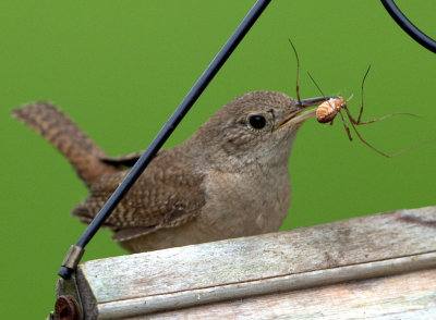 house wren 3