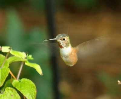 Rufous Hummingbird - A first!