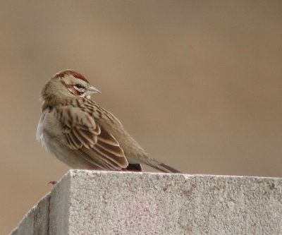Lark Sparrow from my Digiscoping days shot on Jan 31, 2004