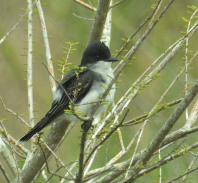 Eastern Kingbird