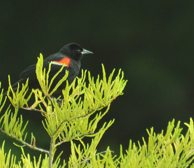 Red-Winged Blackbird