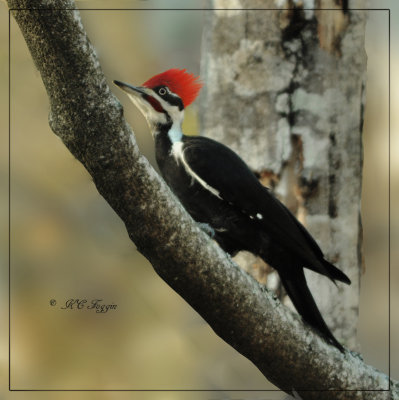 \Pileated Woodpecker