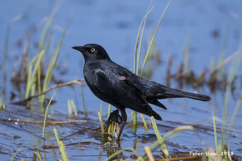Rusty Blackbird .jpg