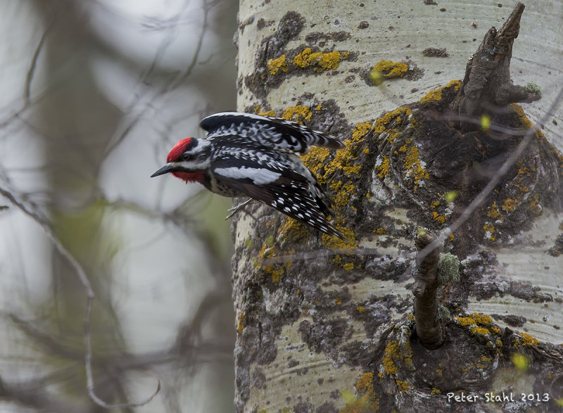 Yellow- bellied Sapsucker.jpg