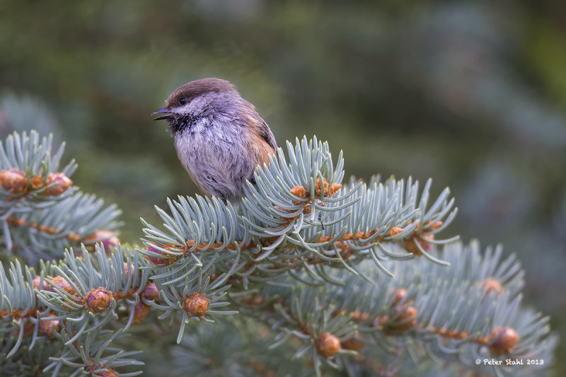 Boreal Chickadee.jpg