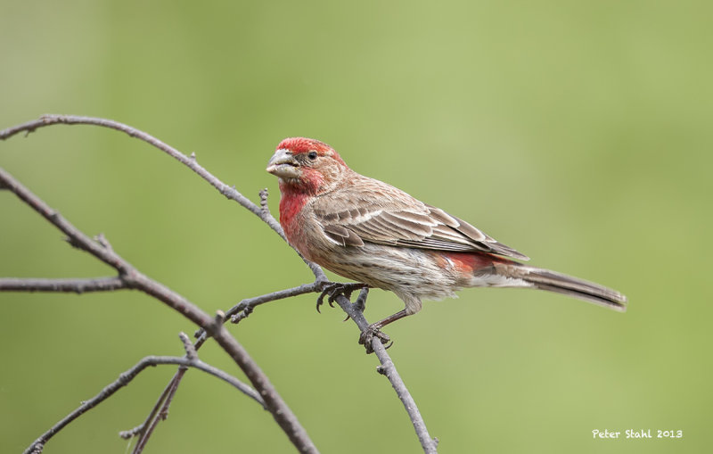 House Finch Male