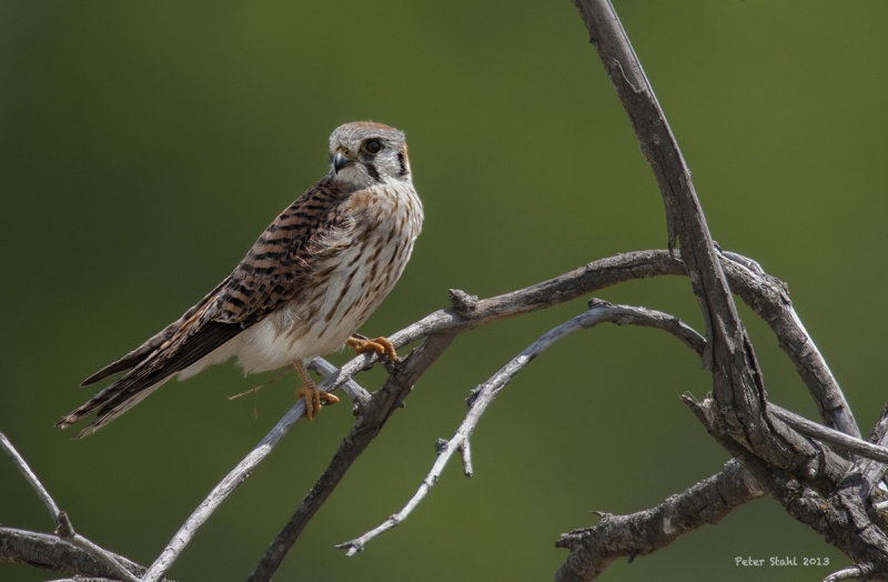 Kestrel.jpg