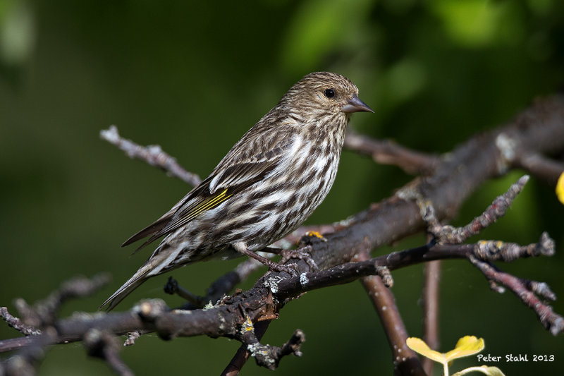 Pine Siskin.jpg