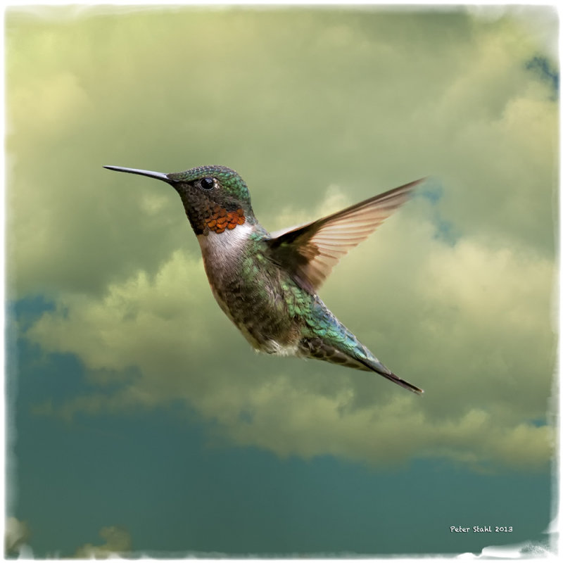 Ruby-Throated Hummingbird Male.jpg