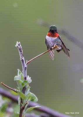 Ruby- throated  Hummingbird Male.jpg