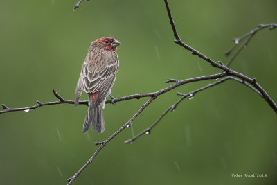 Rainy day Finches