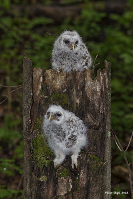 Barred owlets.jpg