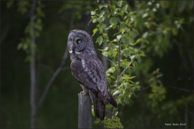 Great Grey Owl post.jpg