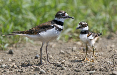 Killdeer with young.jpg