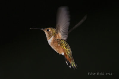 Rufous Hummingbird Female.jpg