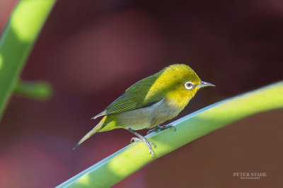 Japanese White-eye pbase.jpg