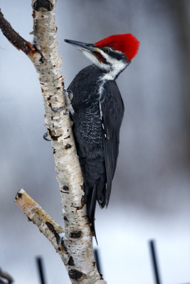 pileated woodpecker pbase.jpg