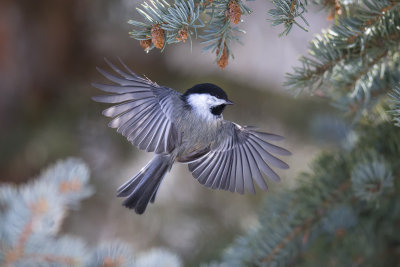 Chickadee pbase.jpg