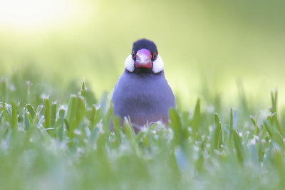 Java Sparrow Maui pbase.jpg