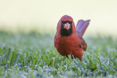 Northern Cardinal pbase.jpg