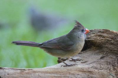 Northern Cardinal female.jpg