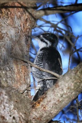 Black-backed Woodpecker Male.jpg