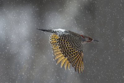 Northern flicker.jpg