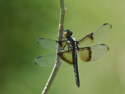 DBG 2012_06_09 -09.jpg
