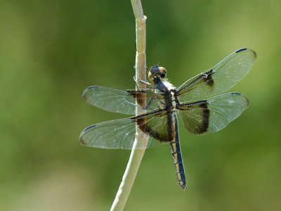 DBG 2012_06_09 -11.jpg