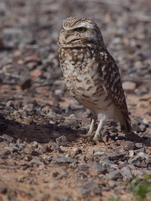 Burrowing Owl 2014_03_05 -13.jpg