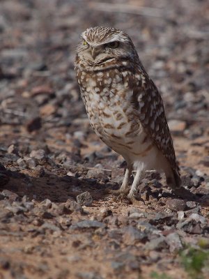 Burrowing Owl 2014_03_05 -14.jpg