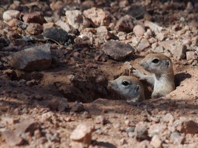 ground_squirrels