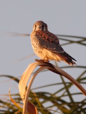 Home Kestrel Family 2016_05_25 012.jpg