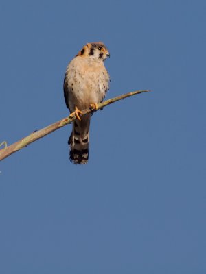 Home Kestrel Family 2016_05_25 099.jpg