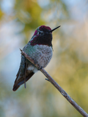 Backyard hummer 2016_11_18 -0019.jpg