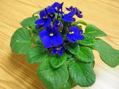 A Neighbors African Violet