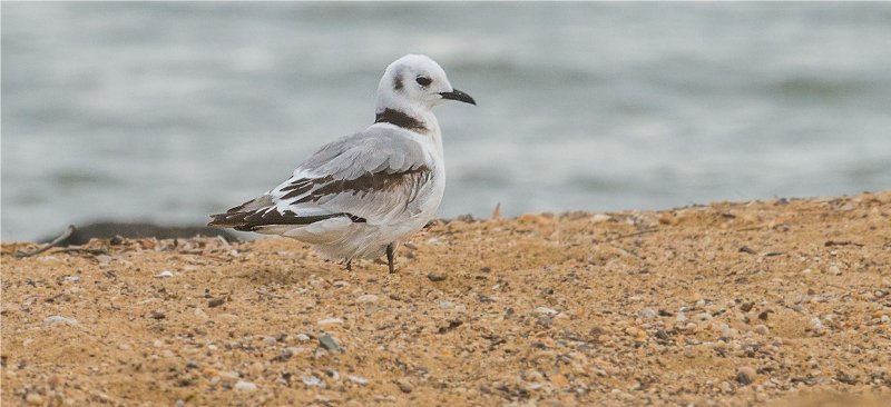 Black-legged Kittiwake  (Rissa tridactyla)