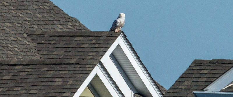 Snowy Owl