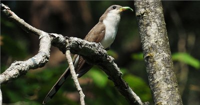 Yellow-billed  Cuckoo (Coccyzus americanus)