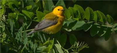 Prothonotary  Warbler