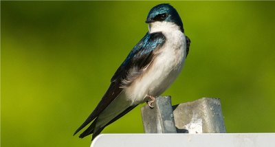 Tree Swallow 