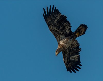 Bald Eagle 